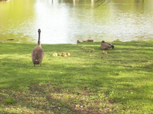 geese and their goslings at the pond