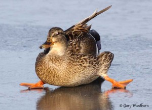 duck sliding on ice