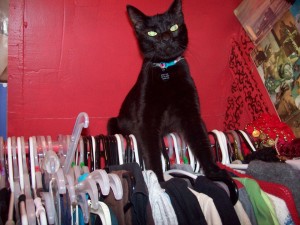 black cat in closet