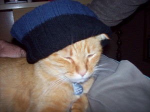 orange cat with knit cap