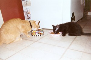 black and orange cats eating from bowls