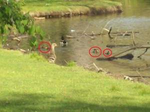 ducks and ducklings in a pond