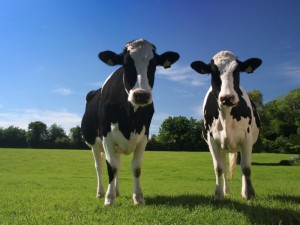 black and white diary cows blue sky green grass