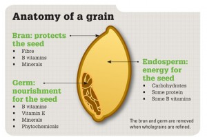 picture of whole grain parts